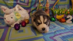 husky puppy