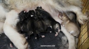 luna's husky puppies for sale