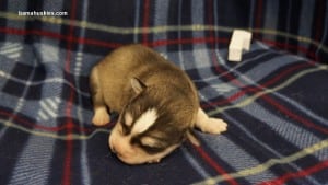 husky puppies