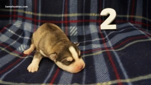 husky puppies for sale