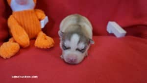 husky puppies for sale