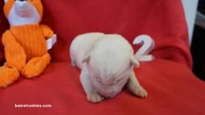 husky puppies for sale