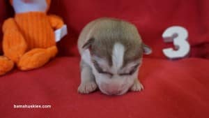 husky puppies for sale