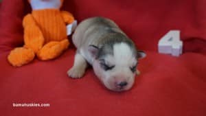 husky puppies for sale