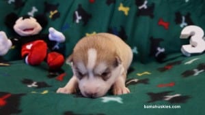 red and white husky puppy for sale