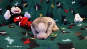 silver and white husky puppy for sale