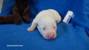 husky puppies for sale