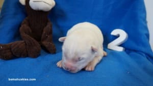 husky puppies for sale