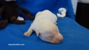 husky puppies for sale