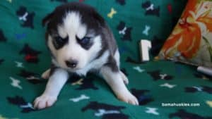 black and white husky puppy