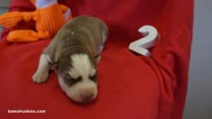 Black and White husky puppy for sale