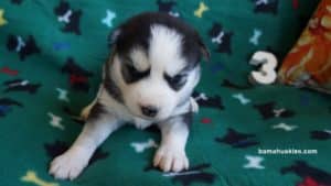 black and white husky puppy
