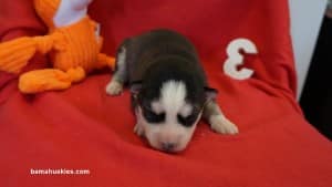 Grey and White Husky puppy
