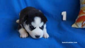 black and white husky puppy
