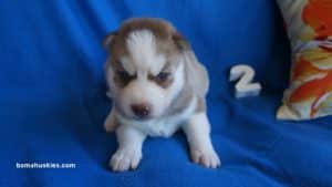 red and white husky puppy