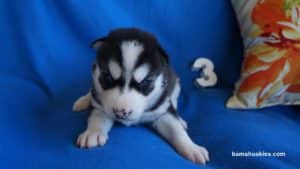 black and white husky puppy