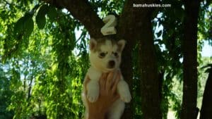 husky puppies for sale 