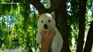 husky puppies for sale 