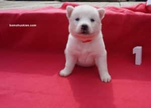 white husky puppy