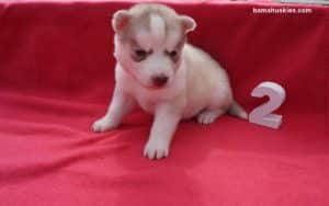 white husky puppy