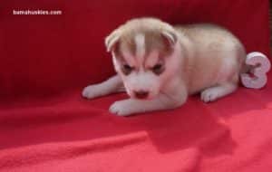 red and white husky puppy