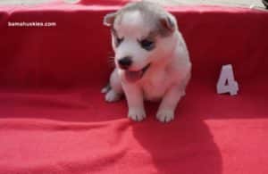 Silver and white husky puppy