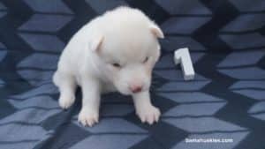 white husky puppy for sale