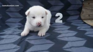 white husky puppy
