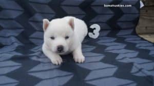 white husky puppy