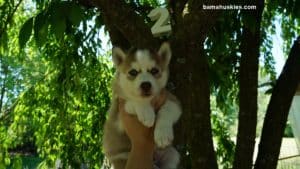 red and white and black and white husky puppies