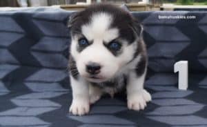 black and white husky puppy