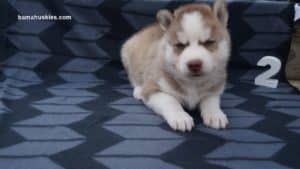 husky puppies