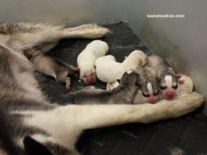 husky puppies for sale