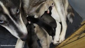 A litter of Siberian husky puppies for sale