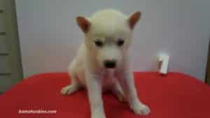 white husky puppy