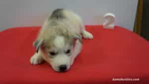 husky puppy