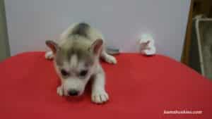 grey husky puppy