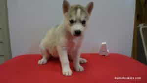 husky puppies for sale