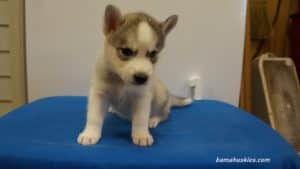 husky puppy