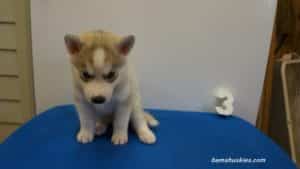 brown husky puppy