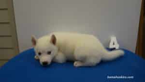 white husky