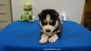 black and white husky puppy