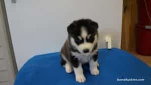 black and white siberian husky