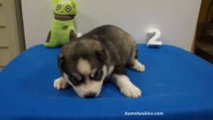 grey and white husky puppy
