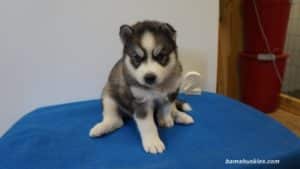 grey and white husky puppy