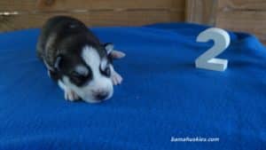 black and white husky puppy for sale