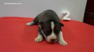 husky puppies for sale