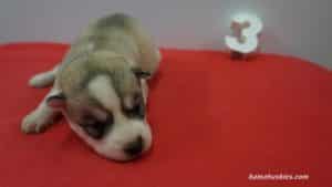 husky puppies for sale