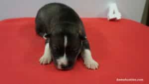 husky puppies for sale