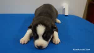 husky puppy